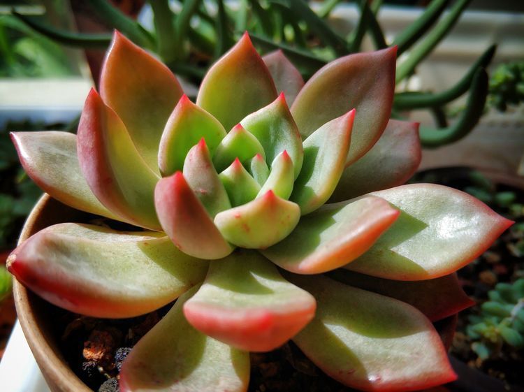 成长|与多肉一起走过的日子,见证多肉的成长过程!