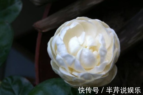 茉莉|邻居养了一株笔尖茉莉，香味蹿进了左邻右舍，太好闻了！