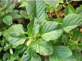 苋菜|非常好的农村中草药，常被拿来作猪饲料，明目、利尿，治乳痛