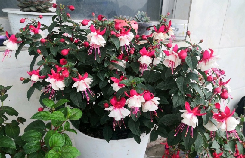 4种花被称为“夏必死”,没有大棚环境,新手春季最好不要买