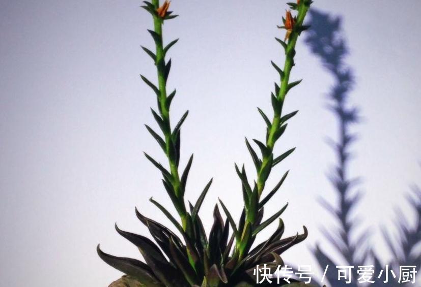 多肉养来养去总长不大，是这里出问题，肉友请来看这里