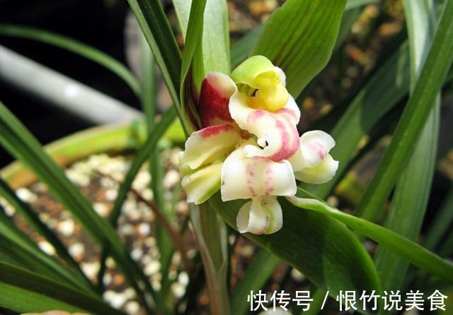 兰花被我养得面黄肌瘦黄叶掉叶怎么办3点措施还可以拯救一下