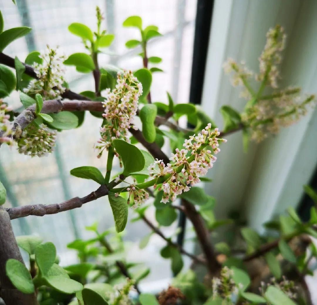 叶子长|金枝玉叶开花了,真花长这样,很多人没见过