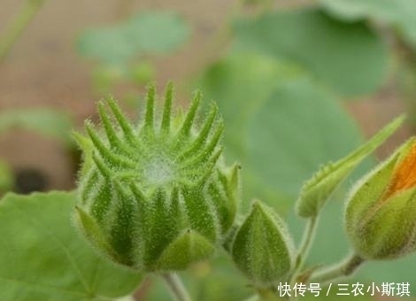 杂草|农村野草磨仔草是什么草？磨仔草有哪些功效及作用？