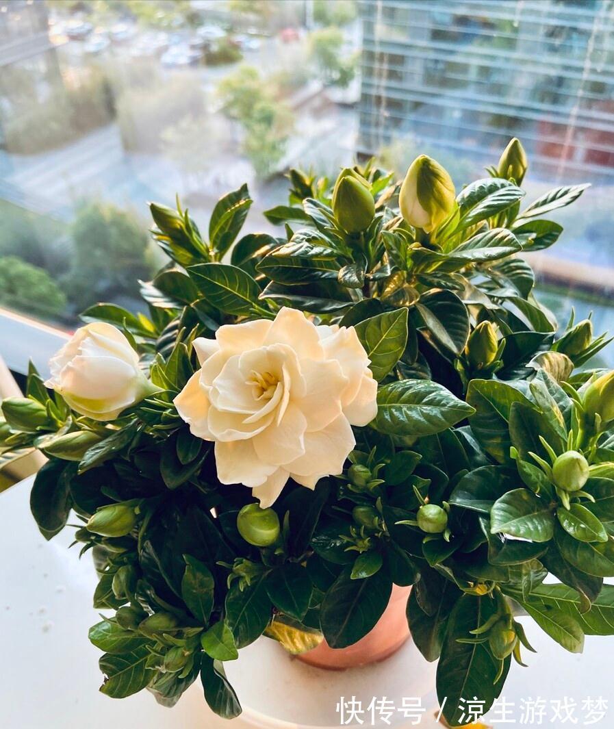 公认难养的10种“漂亮花”，没有几年养花经验，建议别买回家