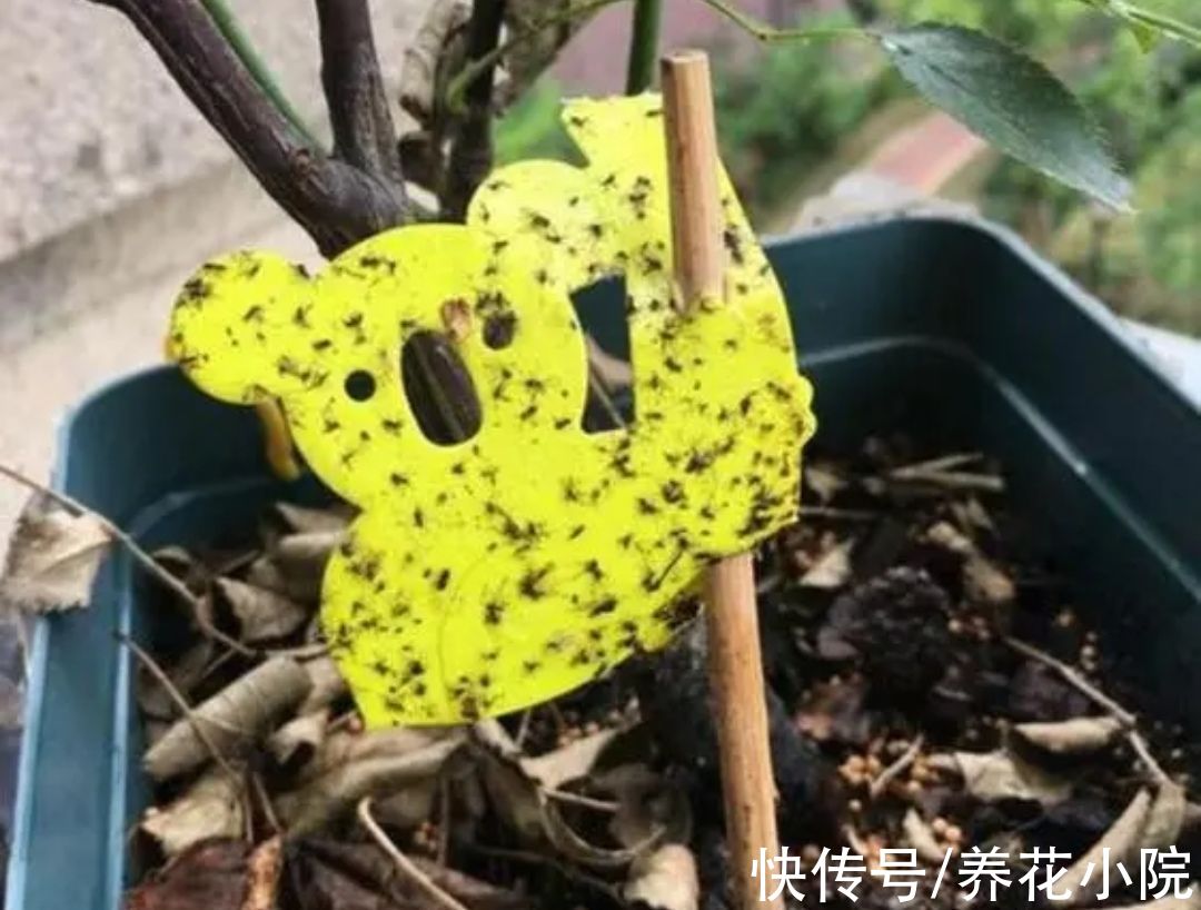 春天养花,做好4件事,花盆里不生小虫子