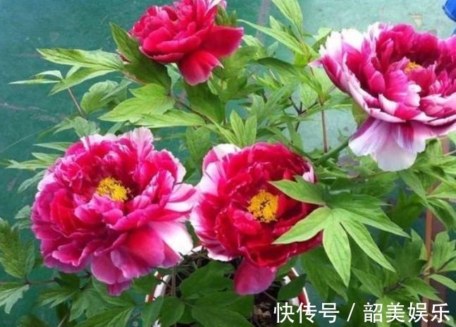 树荫处|4种花好养又漂亮,随便一养成花海,鲜艳无比,开成百花园