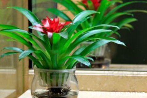 不会养花 那就养4种 水培花 开花惊艳 好养活 朋友都羡慕 快资讯 不会养花 那就养4种 水培花 开花惊艳 好养活 朋友都羡慕 快资讯