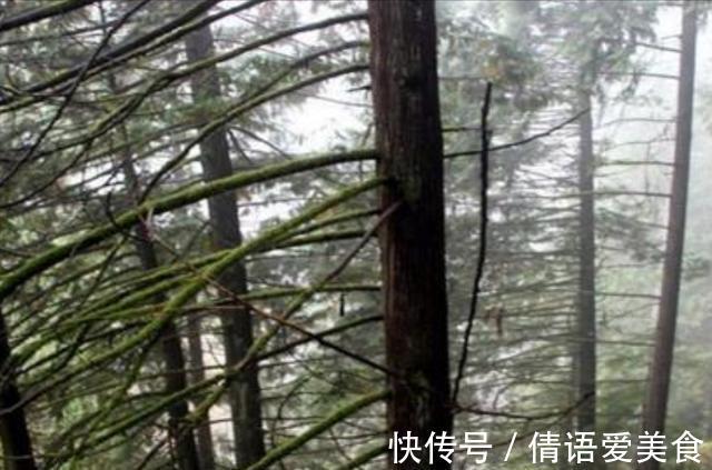 大树|地球上5棵摩天大树,一棵比云层还高8英尺,我国这棵被叫望天树