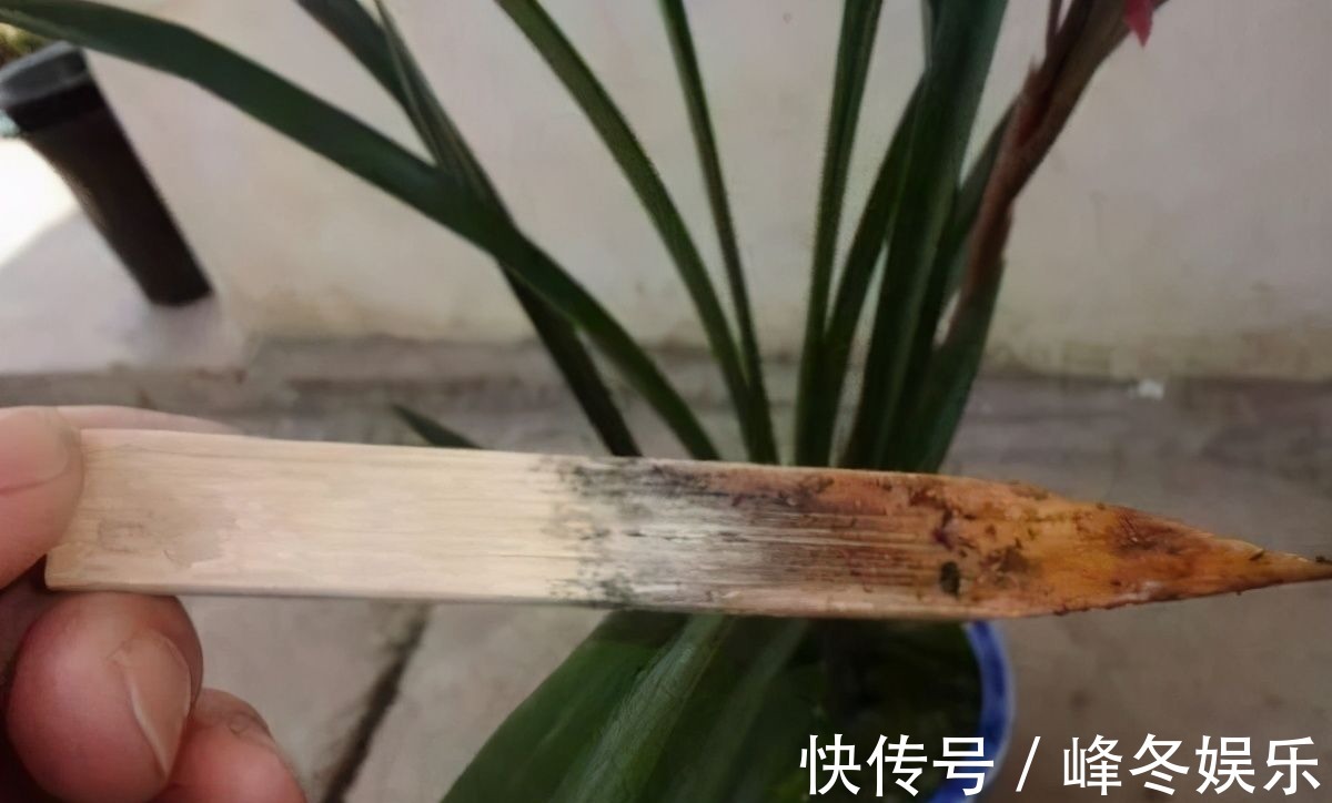 冬天|冬天浇花的“4个坏习惯”,看你有没有?难怪花卉烂根