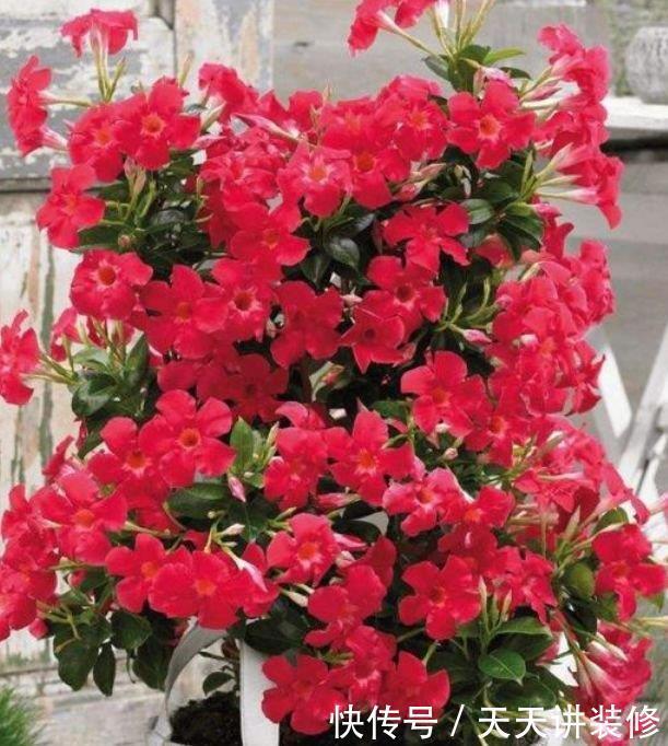 4种花,堪称“开花机器”,365天开不停,养家里,四季有花赏