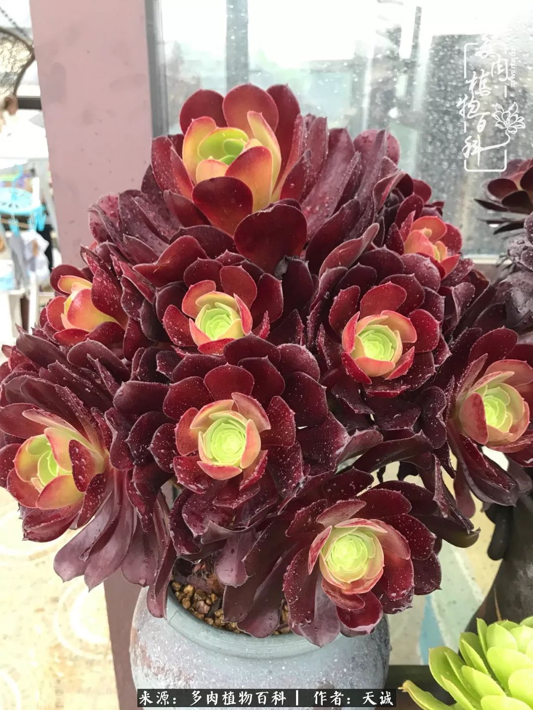 吃饱喝足，包邮区的多肉养精蓄锐准备渡劫！