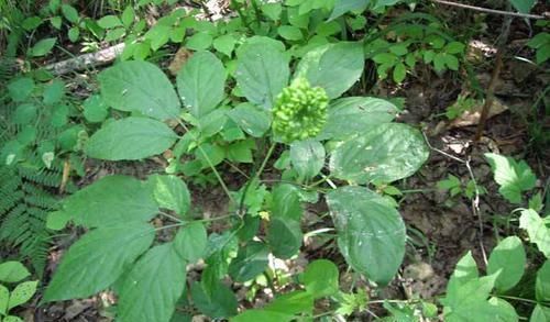 李时珍|李时珍男人的“天然雄激素”，早晚喝一点，老婆更爱你