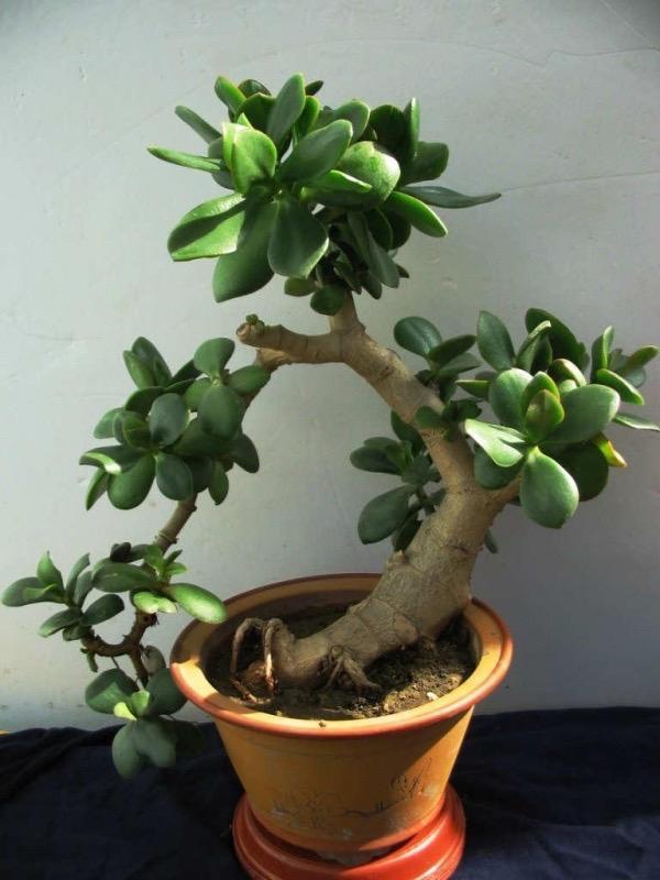 修剪|9月如何养玉树2个“技巧”，让它更加繁茂，枝干木质化，成小树