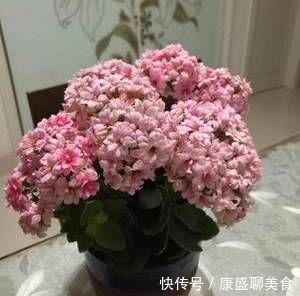 纳财|这“3种花”别乱送人放在客厅“纳财”又镇宅，别再忽视了