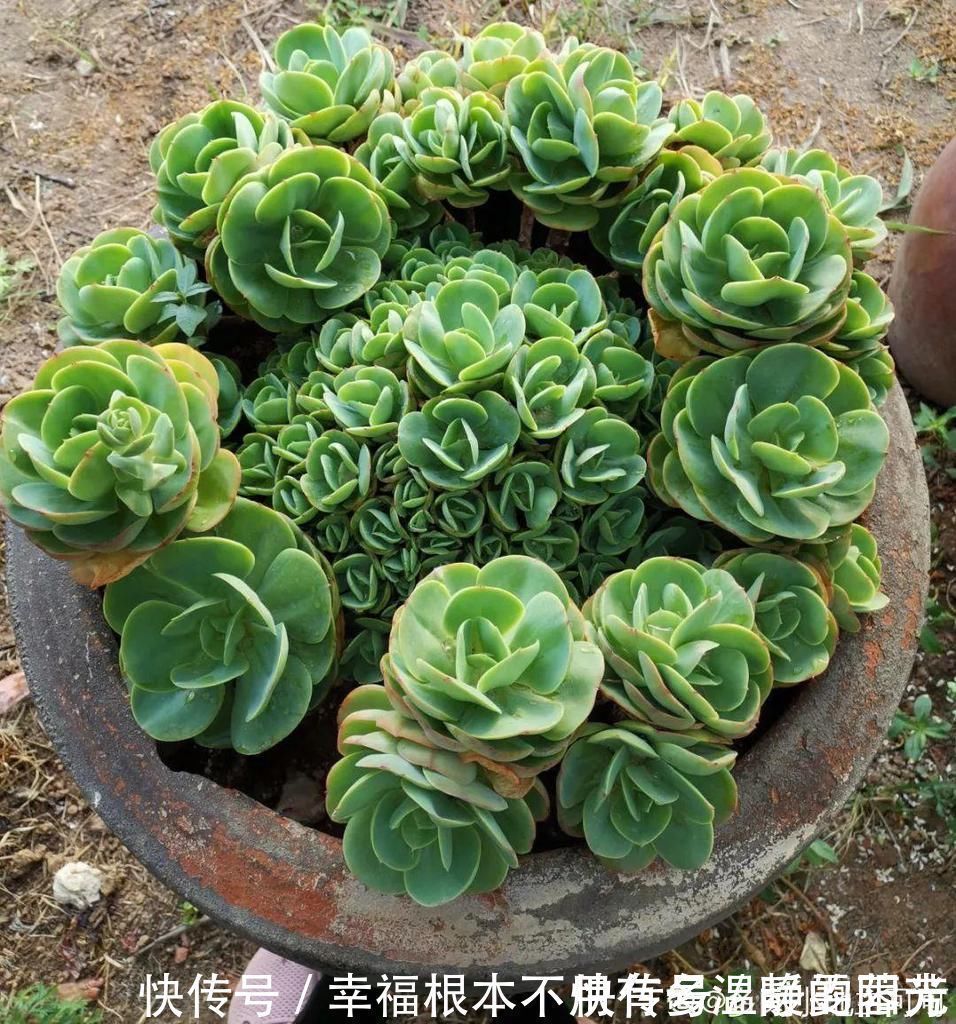 多肉|田里种多肉，在地里自然生长，棵棵肥成大白菜