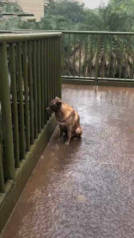 天下大雨 狗狗待在雨中不离开 背后原因让人感动 快资讯