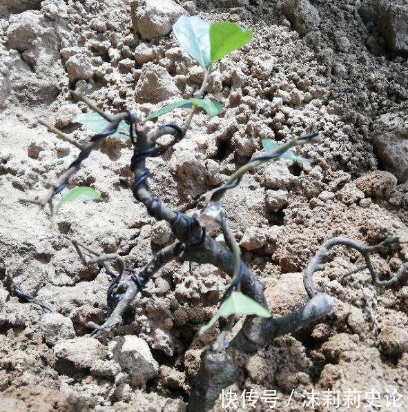 金弹子换盆后为什么会出现枯叶的现象，掌握方法轻松解决问题