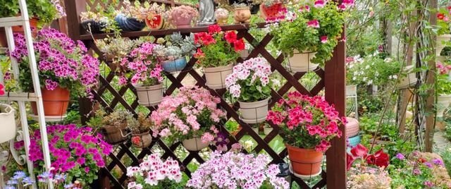 她是个狂热的天竺葵迷，院子里疯狂养了300盆，花团锦簇太养眼