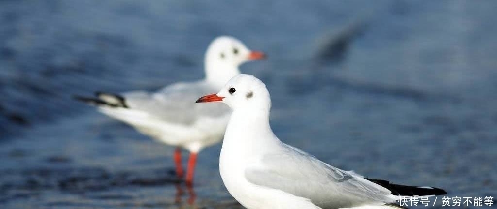 南歌子&史上最温暖的五首古诗词:愿你熬得过万丈孤独,藏得下星辰大海
