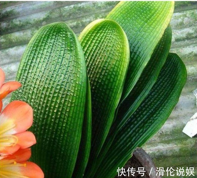 花盆底下埋上它,君子兰蟹爪兰叶片肥厚绿油油,非常漂亮
