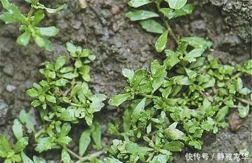 野菜|一种野菜,鸡鸭都不吃,狗见了都发愁!却深得大家的喜爱