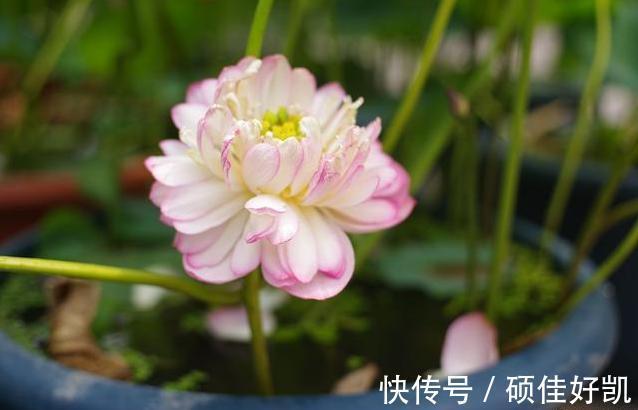 养花|养花要用“杀菌剂”，这3种就很好用，家家都有，效果比多菌灵强