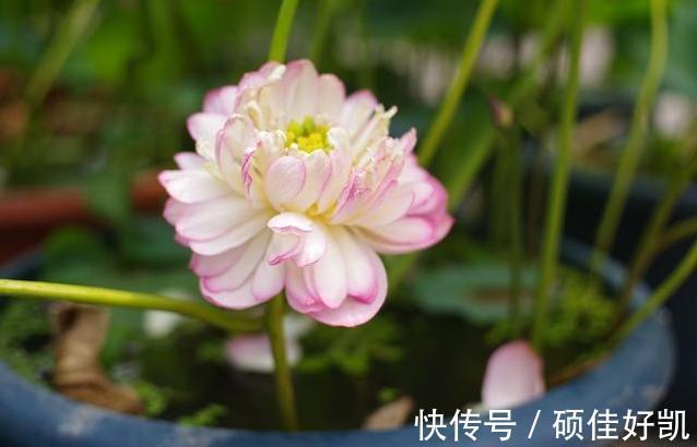 养花|养花要用“杀菌剂”,这3种就很好用,家家都有,效果比多菌灵强
