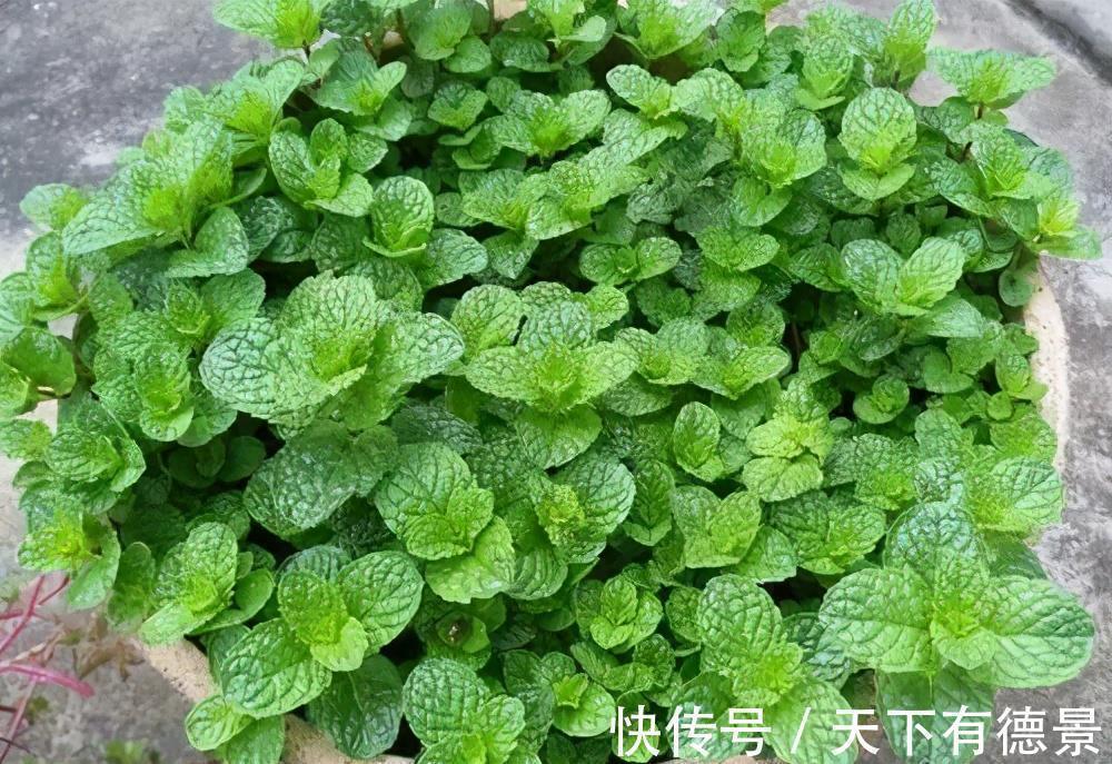 老中医都喜欢的5种花,对健康有益,好看又好养,一次养十盆