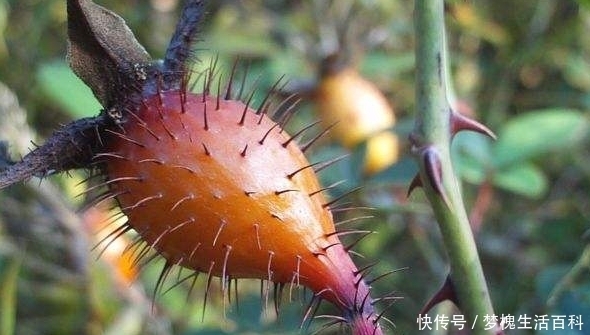 没人|它浑身是刺,却比蜜甜,采摘者非常多,却没人种植!