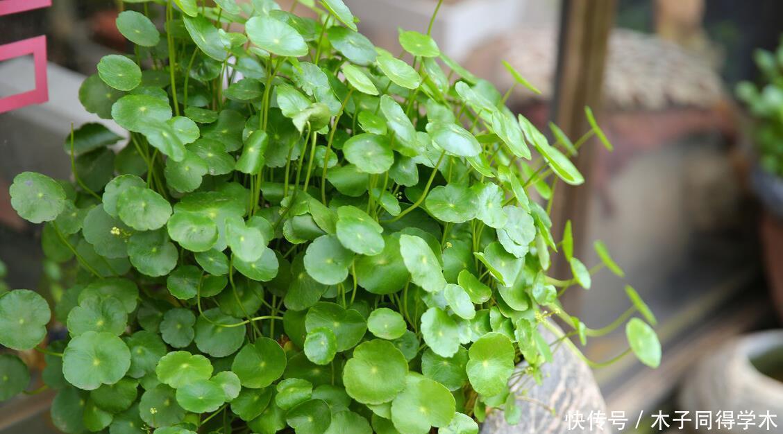 八种冬天可以水培开的花,现在是花期,花大又漂亮,真美