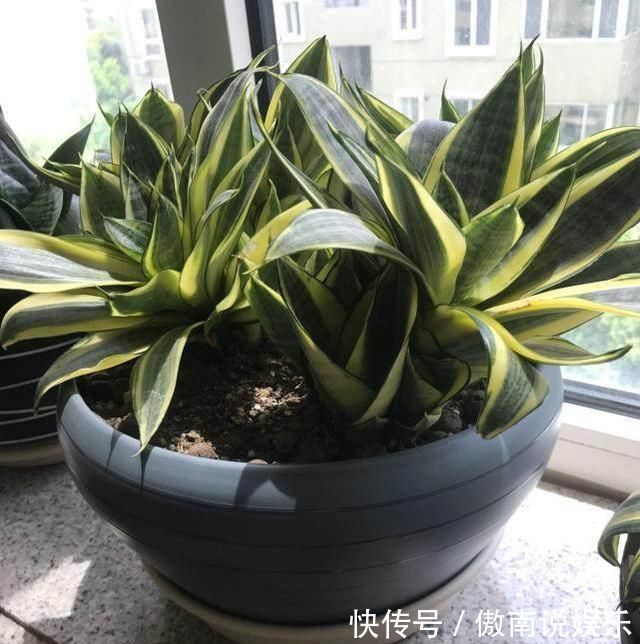 老妈养虎皮兰，往土里埋点料，虎皮兰长得快，侧芽蹭蹭冒