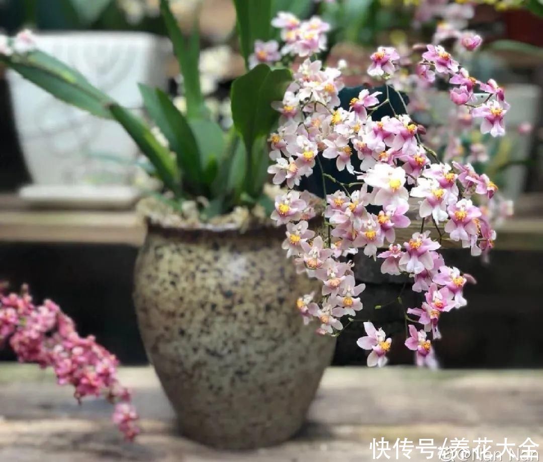 冬天好养的花，皮实不娇气，颜值高上档次，咋养都开花