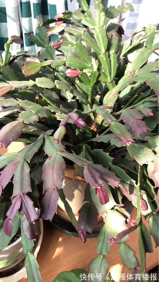 蟹爪兰喂点“大肥水”,叶片硬如铁,花苞鼓满盆,开花一百朵