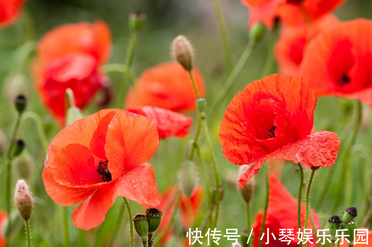 养花就养3种“神仙”花,名字好听好养活,花量大开花美,太好看