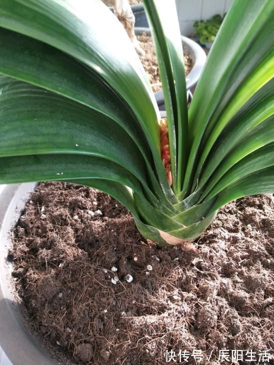 君子兰捏着“硬邦邦”?不是“有喜”了,就是满盆“肉虫子”