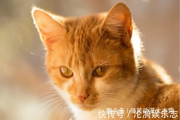 |搞笑幽默我老婆出差回来,喊道你怎么把别的女人带回家里来