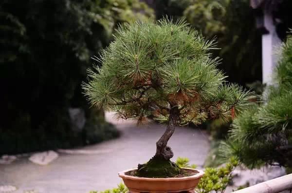 赏玩盆景能修身养性