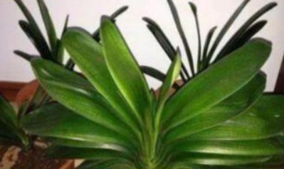 君子兰难开花在盆里埋点“它”,叶子油绿花也多