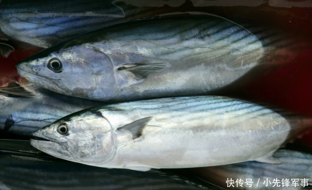 古代贵族独享的鱼种却坚硬地如同棒槌,现代人购买也要花费高价