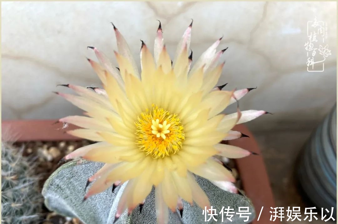 遇见即美,花事未荼蘼!种一桌子多肉,看花开花落!