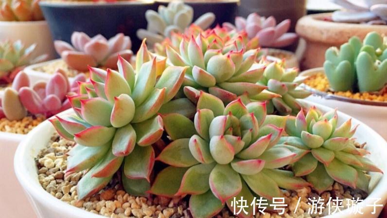 冬日养多肉,怎么防治黑腐病?王大爷:紧抓这3项工作