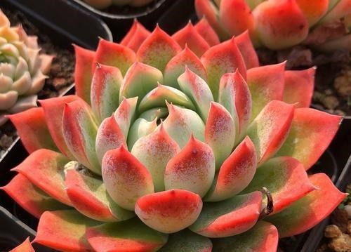 5种红色系多肉,灵气逼人楚楚可爱,人人见了都想养!