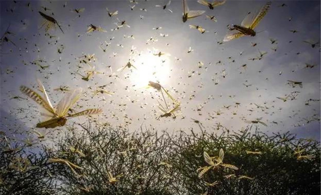 蝗灾|中国历史上蝗虫成灾、遗祸千年,是从什么时候被控制的?