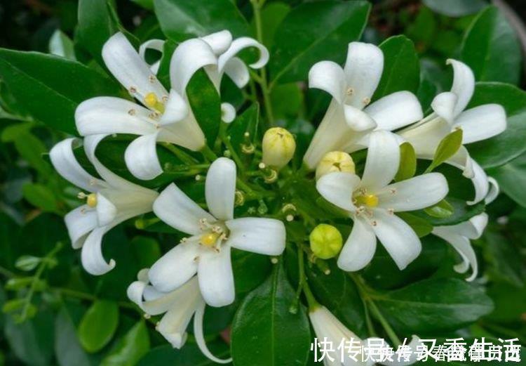 最香的“4种花”，好养又漂亮，花香醉人，一养就上瘾