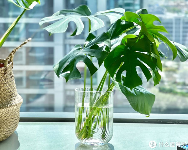 过年必备盆栽 | 20款好看易养的懒人绿植,拼多多店铺低至3元起!附养护心得