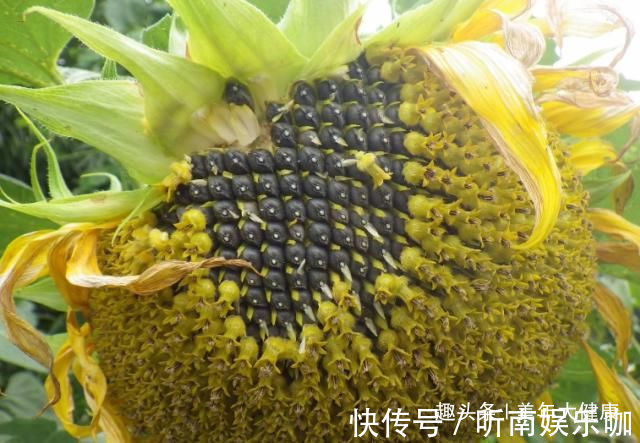 葵瓜子|女医生都在偷偷吃的“零食”,头发变黑,子宫更干净,皮肤显年轻