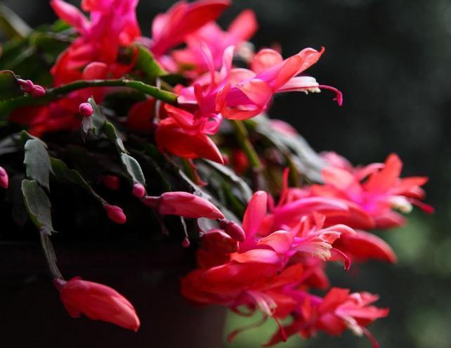 蟹爪兰“剪一剪”，花芽又能“蹿满枝”，半月不到，开成花瀑布