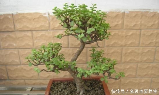 肥料|养金枝玉叶,不注意“2点”,叶片哗哗掉,小心变光杆!