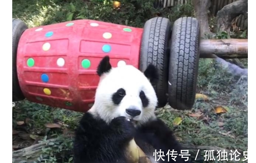 全运会|梦想成真!陈艾森带着全红婵去动物园游玩,与红猩猩合影太可爱